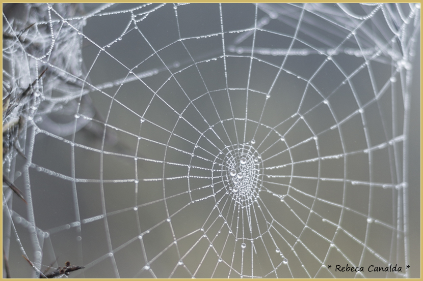 telaraña, tela de araña, rocio, otoño