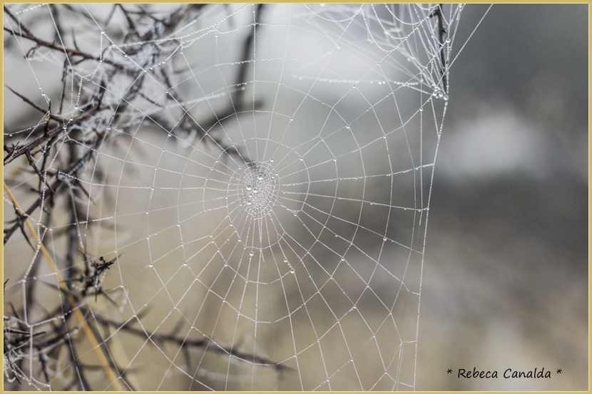 Telaraña, tela de araña, rocio, otoño, rebeca canalda