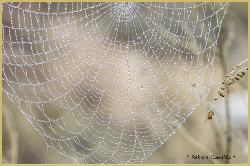 rocio, tela de araña, telaraña, rebeca canalda