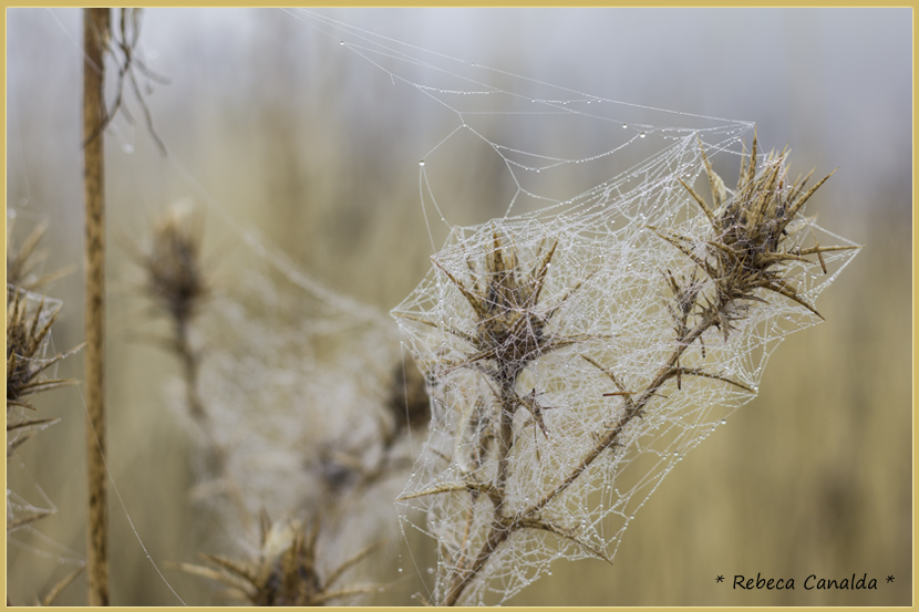 tela de araña, rebeca canalda