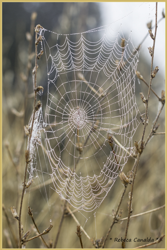 telaraña, rocio, otoño, rebeca canalda, tela de araña